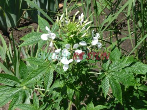 luštěnice trnitá - Tarenaya spinosa