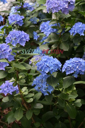 hortenzie velkolistá Deutschland - Hydrangea macrophylla Deutschland