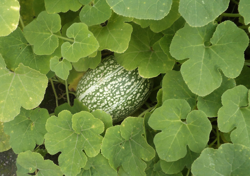 tykev fkolist - Cucurbita ficifolia