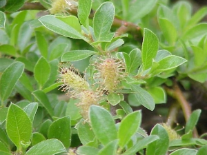 vrba zakrslá - Salix × simulatrix