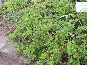vrba zakrslá - Salix × simulatrix