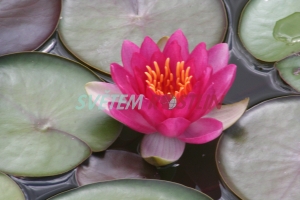 leknín Perrys Strawberry Pink - Nymphaea Perrys Strawberry Pink
