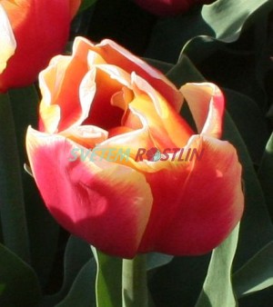 tulipán Double Focus - Tulipa Double Focus