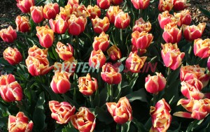 tulipán Double Focus - Tulipa Double Focus