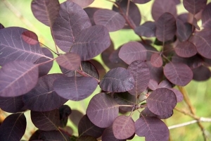 ruj vlasatá Royal Purple - Cotinus coggygria Royal Purple