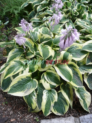 bohyška Wide Brim - Hosta Wide Brim