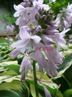 bohyška Wide Brim - Hosta Wide Brim