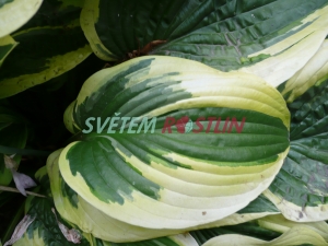 bohyška Wide Brim - Hosta Wide Brim