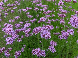 sporýš klasnatý - Verbena bonariensis