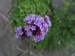 sporýš klasnatý - Verbena bonariensis
