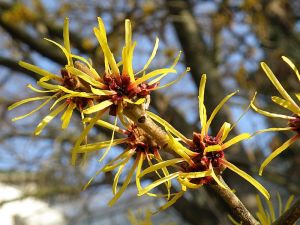 vilín měkký - Hamamelis mollis