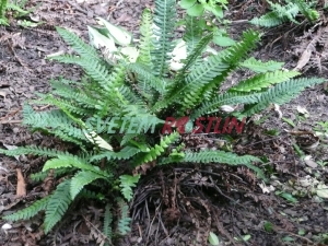 žebrovice různolistá - Blechnum spicant