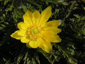 hlaváček amurský - Adonis amurensis