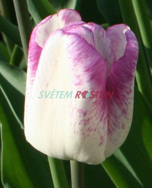 tulipán Mata Hari - Tulipa Mata Hari