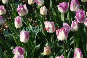 tulipán Mata Hari - Tulipa Mata Hari