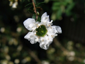 balmín metlatý - Leptospermum scoparium