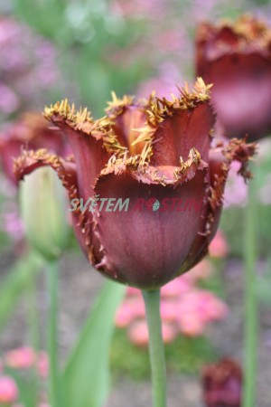 tulipán Black Jewel - Tulipa Black Jewel