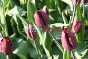 tulipán Black Jewel - Tulipa Black Jewel