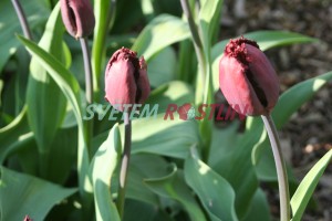 tulipán Black Jewel - Tulipa Black Jewel