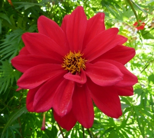 jiřina Bishop of Llandaff - Dahlia Bishop of Llandaff