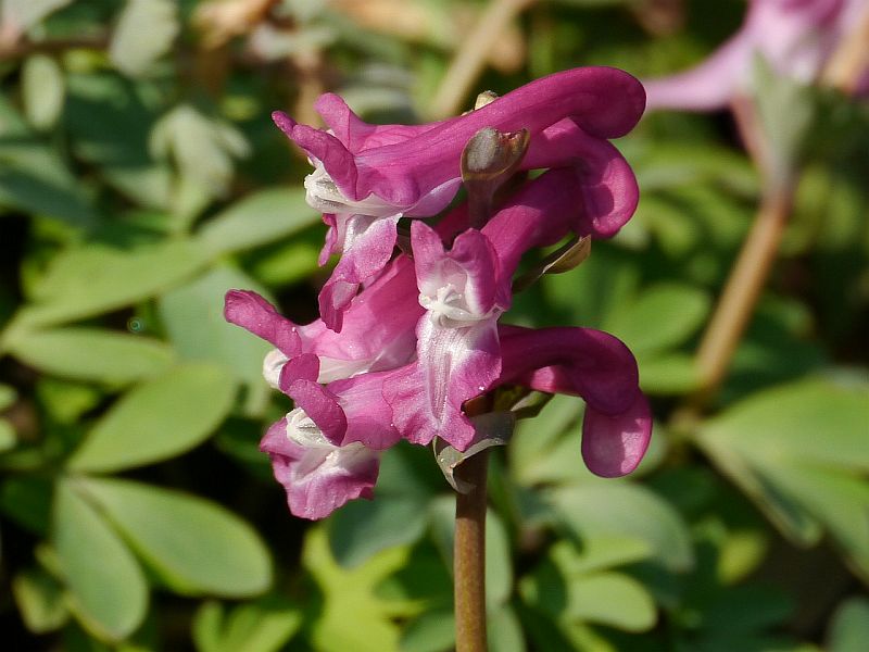 dymnivka dut - Corydalis cava