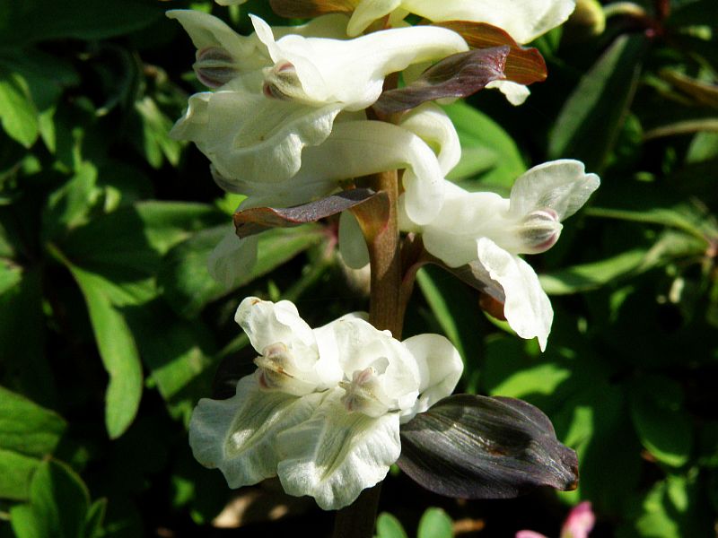 dymnivka dut - Corydalis cava