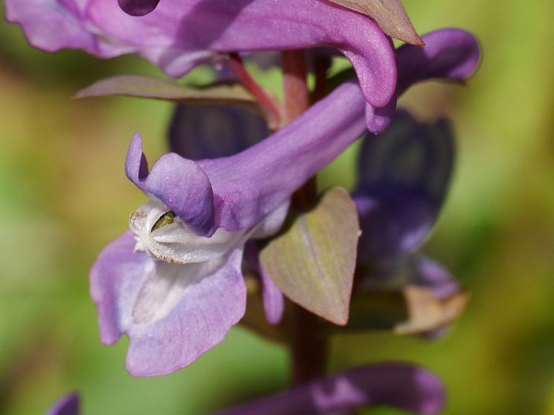 dymnivka dut - Corydalis cava