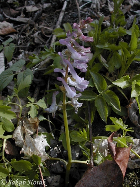 dymnivka dut - Corydalis cava