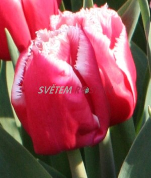 tulipán Canasta - Tulipa Canasta