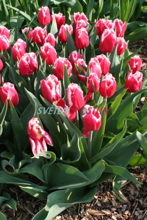 tulipán Canasta - Tulipa Canasta