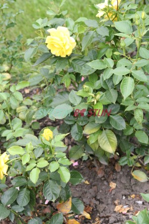 růže Friesia - Rosa Friesia