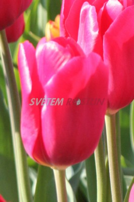 tulipán Merry Go Round - Tulipa Merry Go Round
