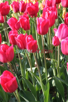 tulipán Merry Go Round - Tulipa Merry Go Round