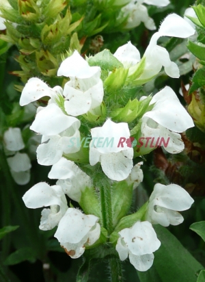 černohlávek velkokvětý White Loveliness - Prunella grandiflora White Loveliness