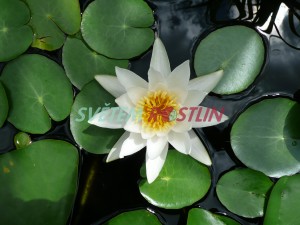 leknín bílý - Nymphaea alba