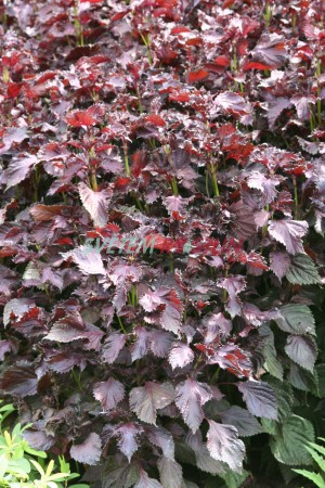 šalvěj Purple Knockout - Salvia lyrata Purple Knockout