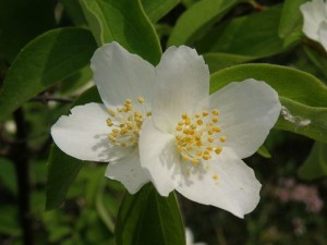 pustoryl věncový - Philadelphus coronarius