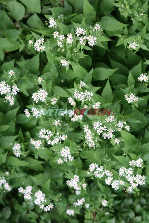 hvězdnice velkolistá - Eurybia macrophylla