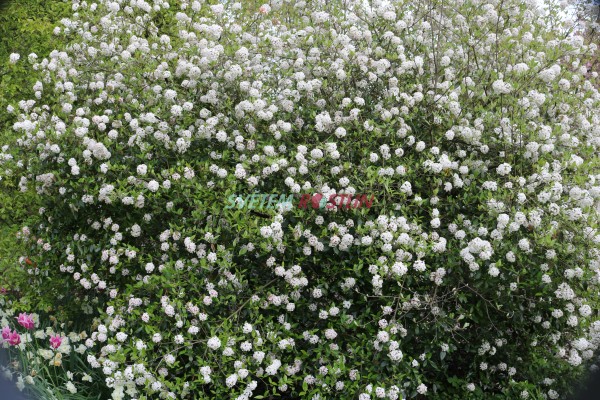kalina Burkwoodova - Viburnum  burkwoodii