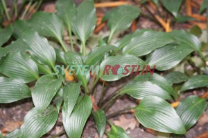 bohyška - Hosta tardiflora