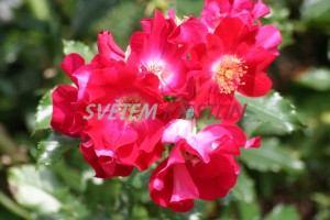 růže Dortmund - Rosa Dortmund