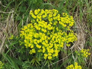 pryšec chvojka - Euphorbia cyparissias
