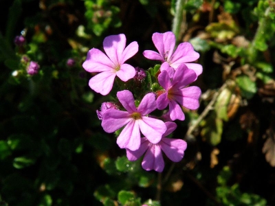 nemléč alpský - Erinus alpinus