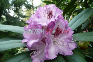 Pěnišník Blue Ensign - Rhododendron Blue Ensign