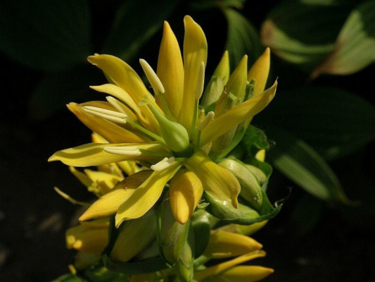 hoec lut - Gentiana lutea