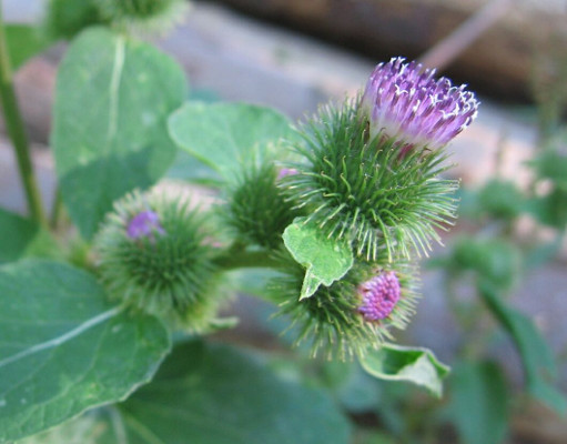 lopuch vt - Arctium lappa