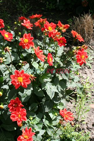 jiřina Alstergruss - Dahlia Alstergruss