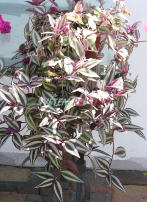 podeňka - Tradescantia zebrina