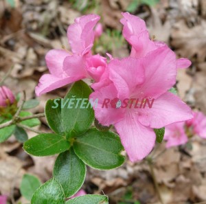 pěnišník - azalka Vltava - Rhododendron obtusum Vltava