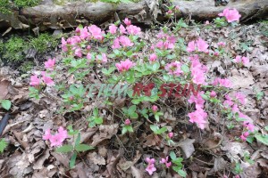 pěnišník - azalka Vltava - Rhododendron obtusum Vltava